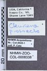 Etiketten zu Proludius protractus (LeConte, 1859) (NHMW-ZOO-COL-0008338)